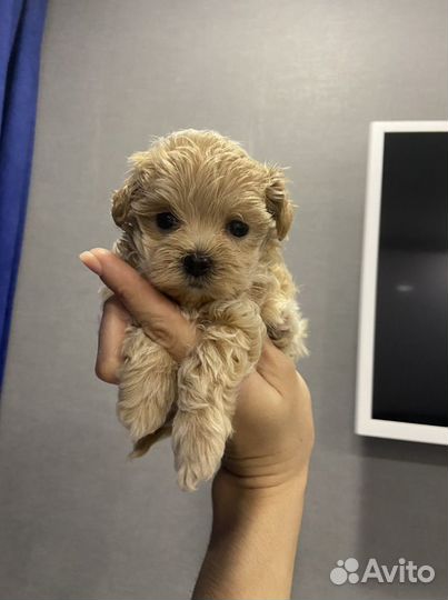 Мальтипу f1 micro девочка