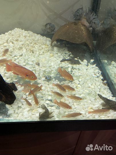 Хромис красавец