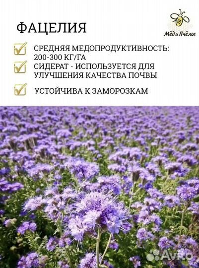 Семена фацелии