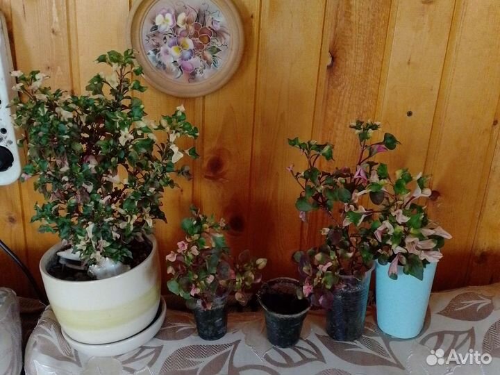 Альтернантера