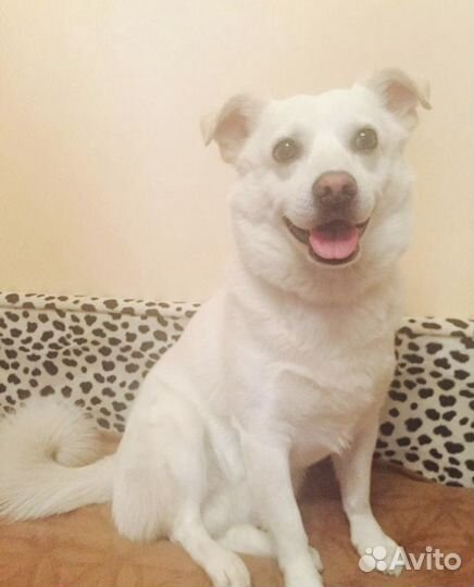 Передержка животных