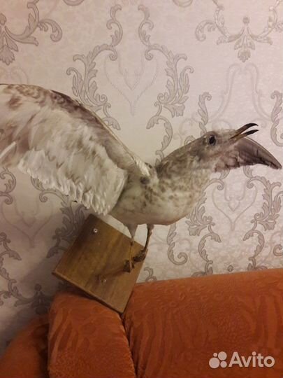 Чучело сокола продается