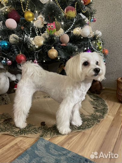 Стрижка Ваших Любимцев