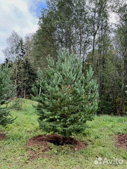 Саженец сосны 256 см