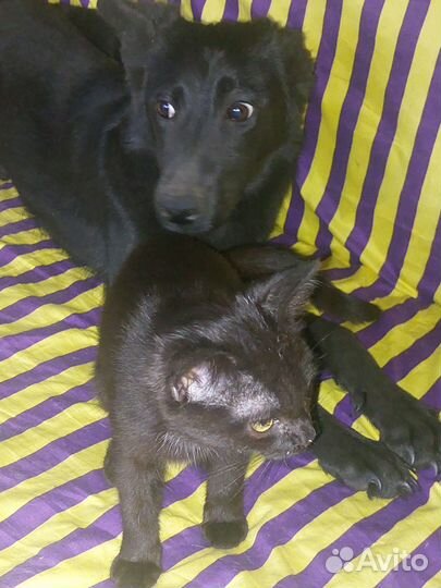 Собаки бесплатно