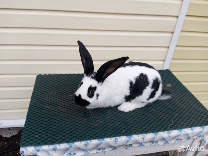 Немецкий пестрый великан Строкач