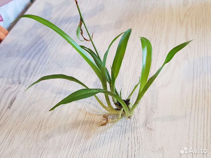 Комнатные растения бесплатно