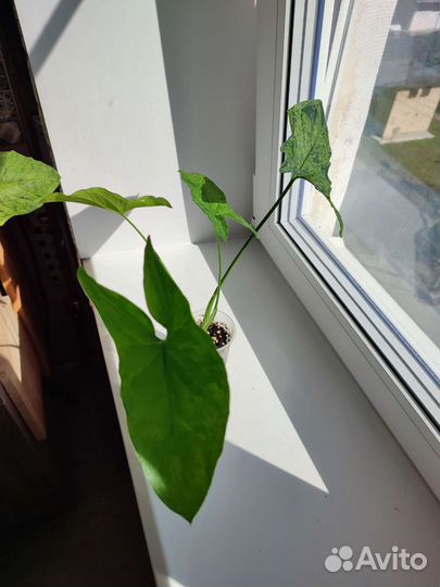 Сингониум Моттлед Мохито