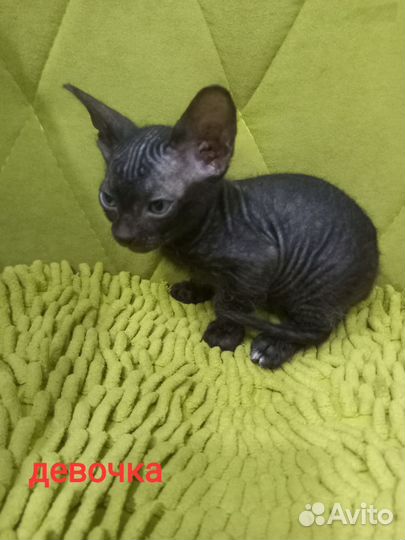 Донской сфинкс