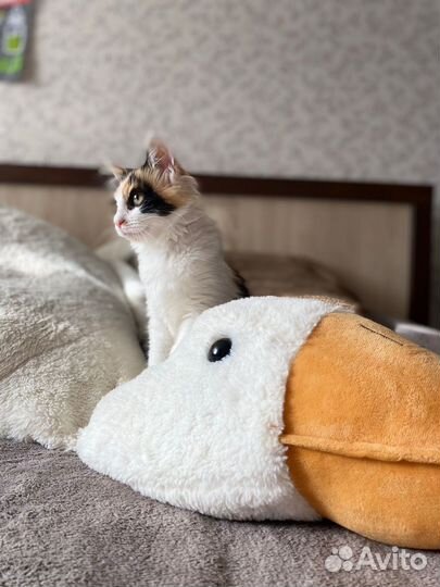 Котята в добрые руки даром девочка