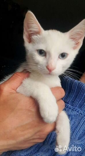 Котята ищут дом