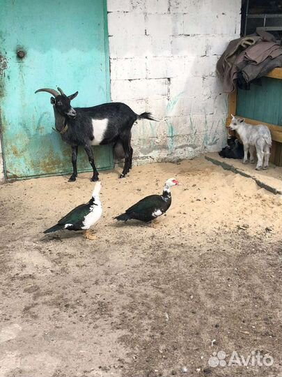 Коза дойная молочная поросята