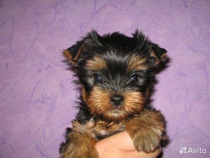 Йоркширский терьер щенки