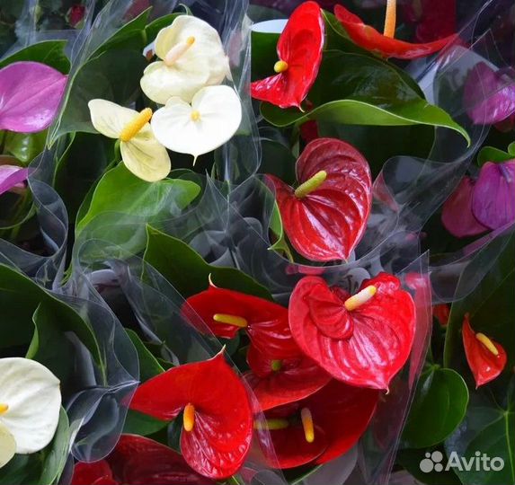 Антуриумы сортовые 15 видов