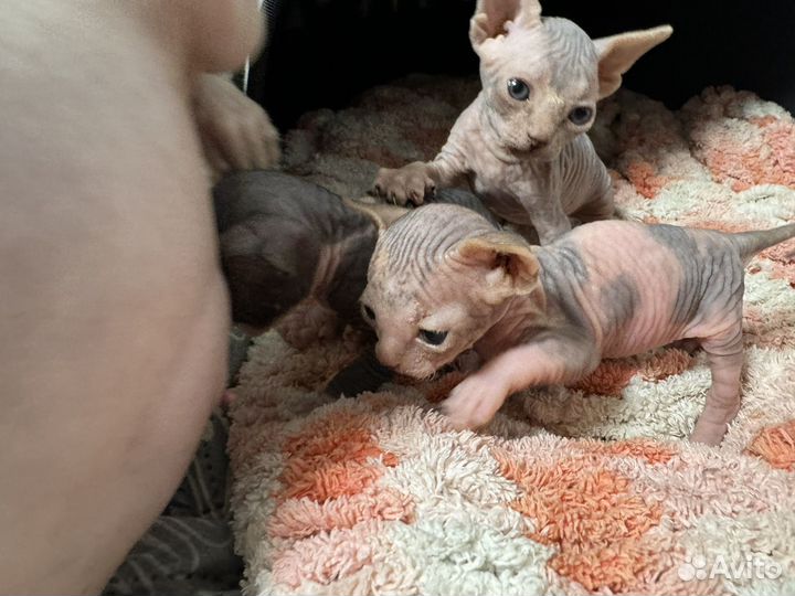 Донской сфинкс