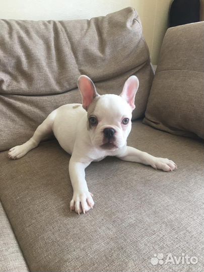 Передержка животных