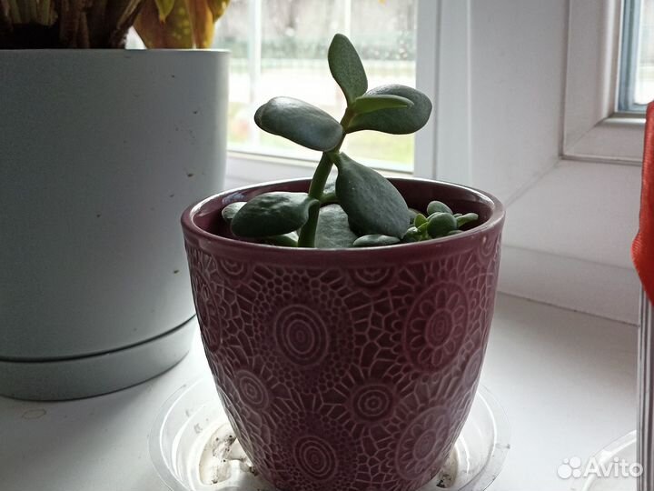 Крассула толстянка