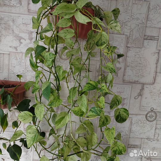 Сциндапсусы