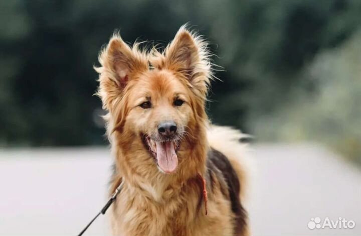 Собаки бесплатно в добрые руки