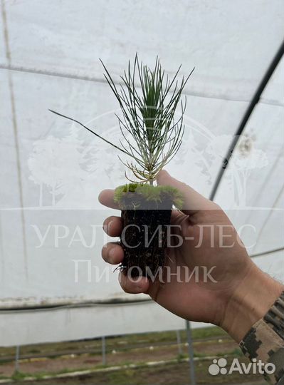 Предзаказ Горная сосна Мугус зкс сеянцы