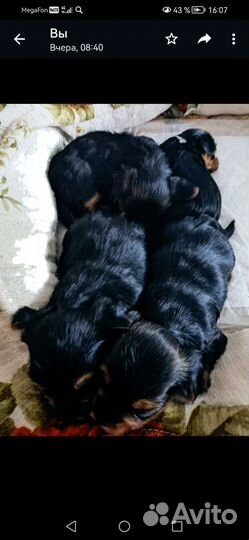 Йоркширский терьер щенки