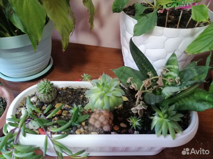 Кактусы и суккуленты