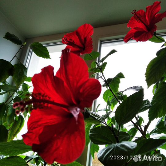 Гибискус 1,5 метра