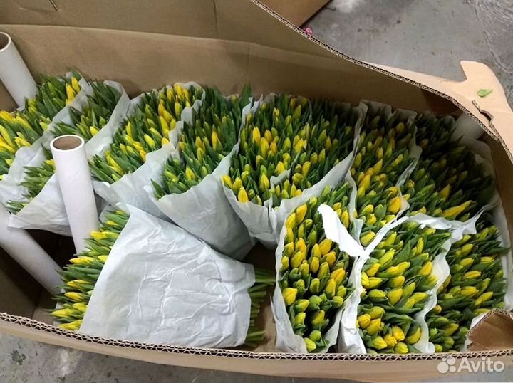 Тюльпаны оптом