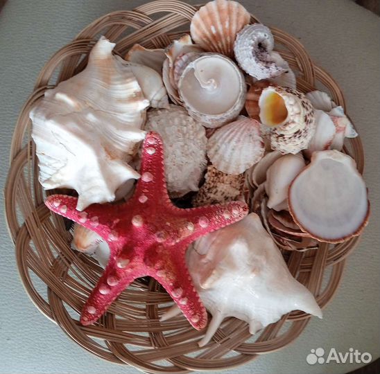 Морские ракушки раковины