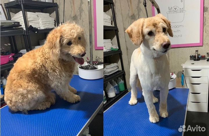 Стрижка собак и кошек