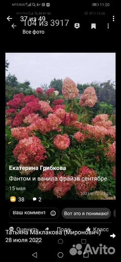 Гортензия метельчатая саженцы двухлетние