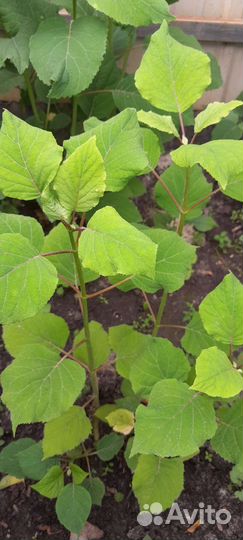 Гортензия древовидная