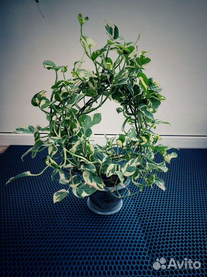 Эпипремнум н джой, филодендроны