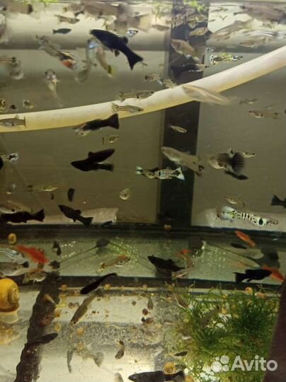 Аквариумные рыбки