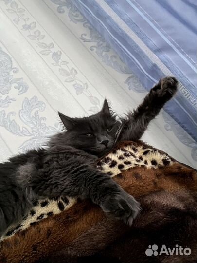 Передержка кошек на время отпуска