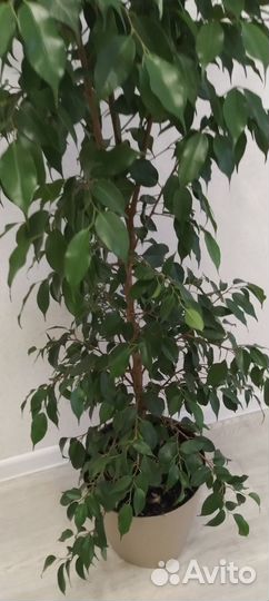 Фикус бенджамина большой