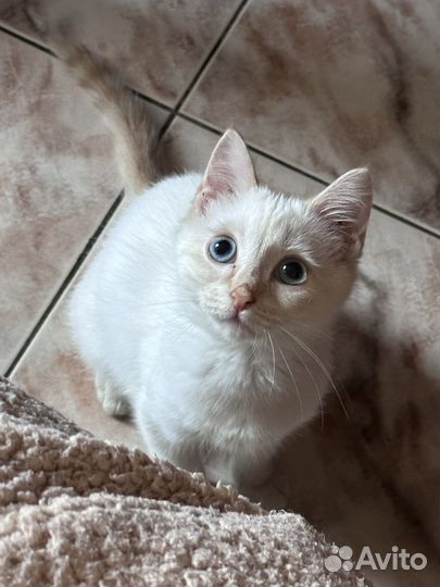 Кошка в дар