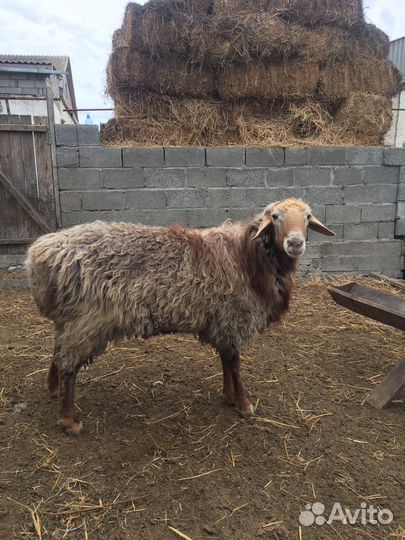 Баран Арашан