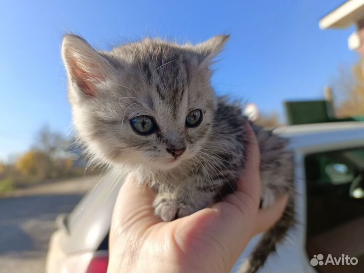Кошечка в добрые руки