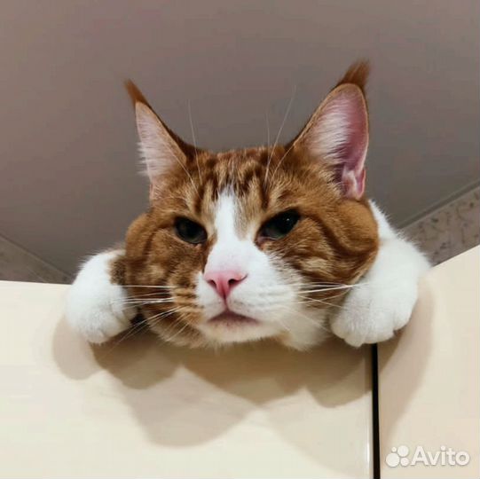 Кот мейн-кун метис