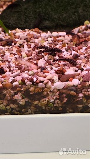 Мальки анциструса