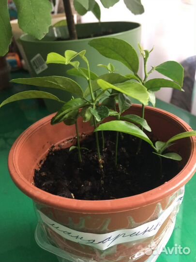 Ростки цитрусовых растений