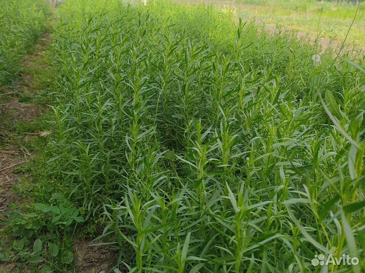 Рассада эстрагона тархуна