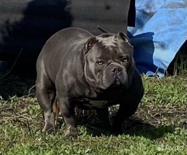 Американский булли вязка