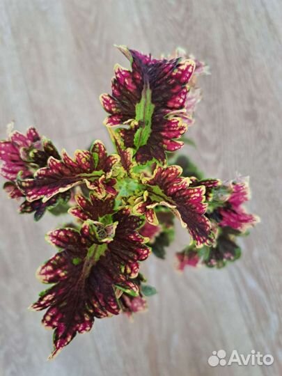 Колеусы и хосты