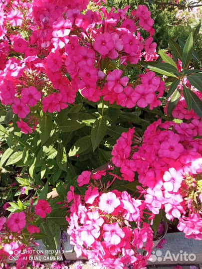 Флоксы многолетние