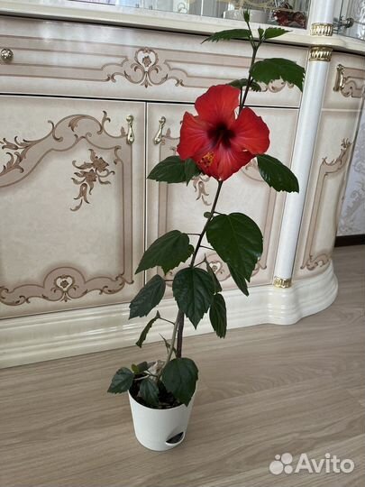 Гибискус