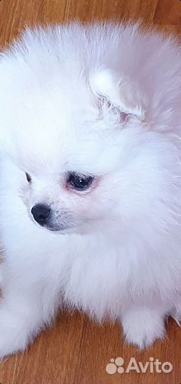 Микро шпиц Корея