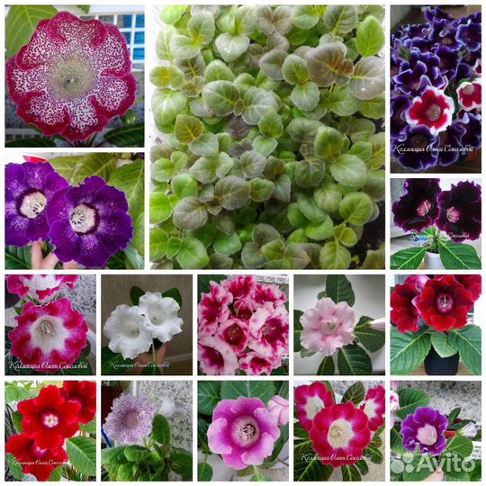 Семена глоксиний