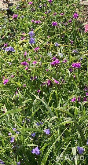 Традесканция садовая